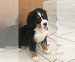 Small Photo #14 Bernese Mountain Dog Puppy For Sale in FLEMING ISLAND, FL, USA