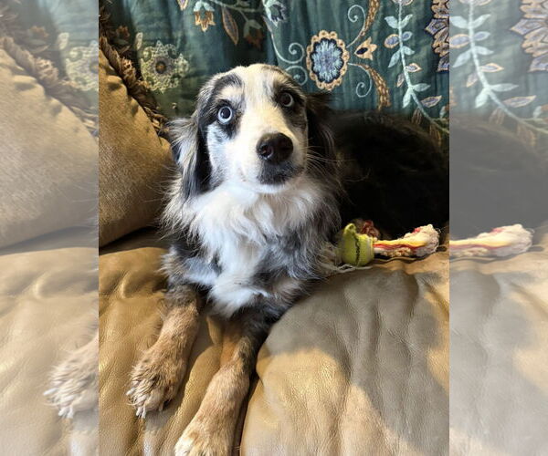 Medium Photo #2 Australian Shepherd Puppy For Sale in Dallas, TX, USA