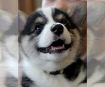 Small #5 Pembroke Welsh Corgi