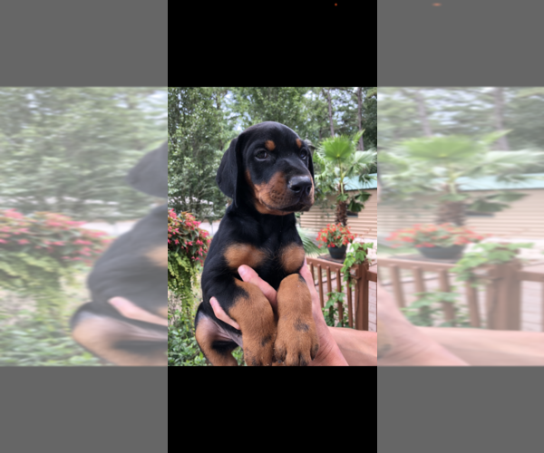 Medium Photo #1 Doberman Pinscher Puppy For Sale in LIVINGSTON, LA, USA