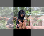 Small Photo #1 Doberman Pinscher Puppy For Sale in LIVINGSTON, LA, USA