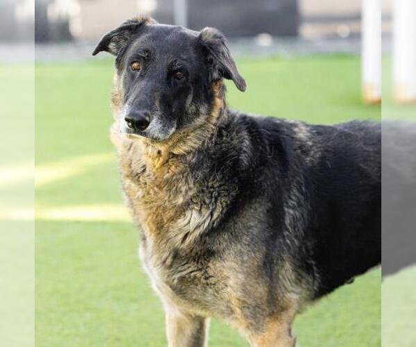 Medium Photo #2 German Shepherd Dog Puppy For Sale in Camarillo, CA, USA