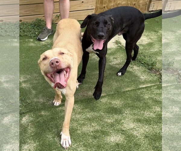 Medium Photo #5 Labrador Retriever-Unknown Mix Puppy For Sale in The Woodlands, TX, USA