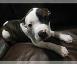 Small Photo #8 American Bulldog Puppy For Sale in CALDWELL, ID, USA