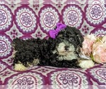 Small Photo #5 Miniature Bernedoodle Puppy For Sale in OXFORD, PA, USA