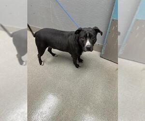 American Pit Bull Terrier-Unknown Mix Dogs for adoption in Las Vegas, NV, USA