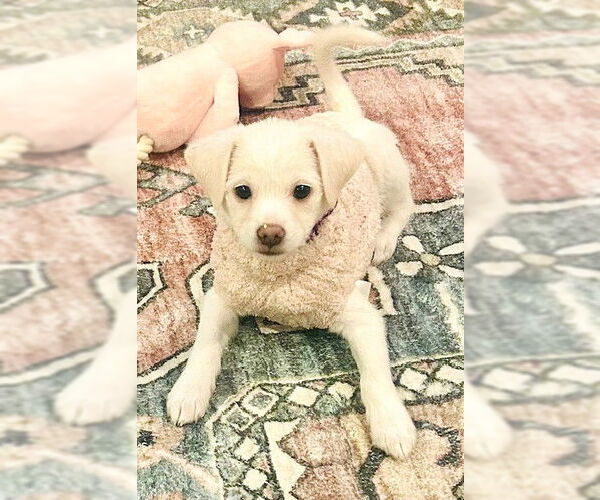 Medium Photo #3 Bichon Frise-Unknown Mix Puppy For Sale in Genesee, WI, USA