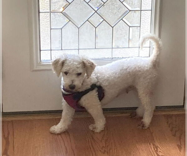Medium Photo #2 Bichon Frise Puppy For Sale in Wheaton, IL, USA