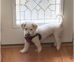 Small #1 Bichon Frise