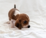 Small Photo #2 Basset Hound Puppy For Sale in BUENA PARK, CA, USA
