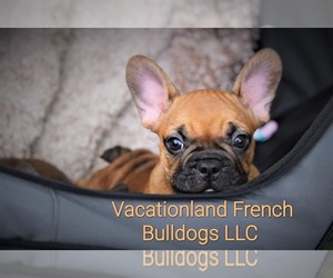 French Bulldog Puppy for sale in TOPSHAM, ME, USA