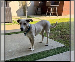 Indigo - Male Chihuahua-Unknown Mix Dog for Adoption - Photo #2