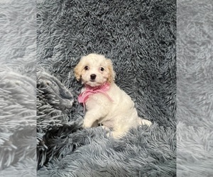 Cavapoo Puppy for sale in JEFFERSONVILLE, IN, USA
