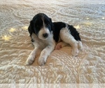 Puppy 6 Bordoodle