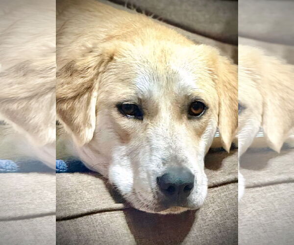 Medium Photo #1 Great Pyrenees-Unknown Mix Puppy For Sale in Croydon, NH, USA