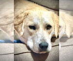 Small Great Pyrenees Mix