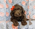 Small Photo #7 Labradoodle Puppy For Sale in KINZERS, PA, USA