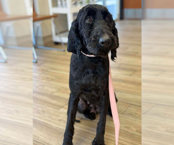 Medium Photo #9 Poodle (Standard) Puppy For Sale in Valrico, FL, USA