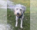Small #3 Poodle (Standard)-Siberian Husky Mix
