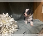 Puppy Puppy 8 Pembroke Welsh Corgi