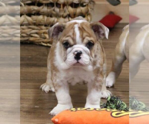 Medium Photo #7 English Bulldog Puppy For Sale in MARSHFIELD, MO, USA