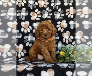 Cavapoo Puppy for sale in OXFORD, PA, USA