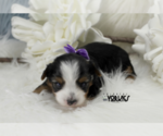 Small Photo #4 Yorkshire Terrier Puppy For Sale in KELLER, TX, USA