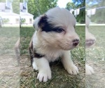 Puppy Abednago Border Collie