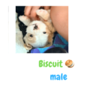 Puppy Biscuit Cocker Spaniel