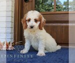 Small #3 Goldendoodle (Miniature)