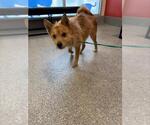 Small Cairn Terrier Mix