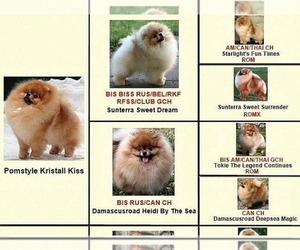 Father of the Pomeranian puppies born on 02/16/2019
