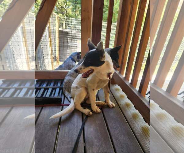 Medium Photo #3 Mutt Puppy For Sale in Paso Robles, CA, USA