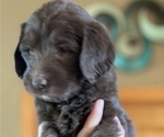 Small Photo #16 Labradoodle Puppy For Sale in PUEBLO, CO, USA