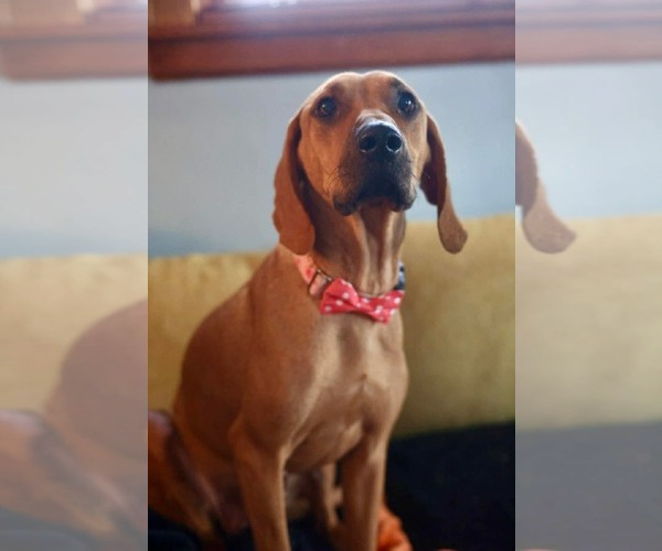 Medium Photo #4 Treeing Walker Coonhound-Unknown Mix Puppy For Sale in Duluth, MN, USA