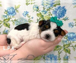 Yorkshire Terrier Puppy for sale in WINNSBORO, LA, USA