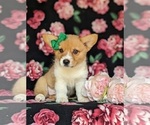 Small Photo #3 Pembroke Welsh Corgi Puppy For Sale in DELTA, PA, USA
