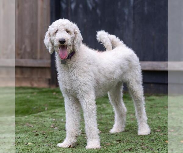 Medium Photo #2 Poodle (Standard) Puppy For Sale in San Diego, CA, USA