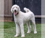 Small #1 Poodle (Standard)