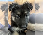 Puppy Kacie German Shepherd Dog
