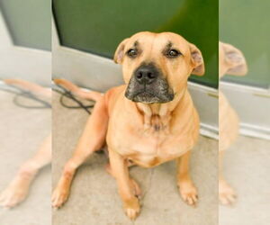 Mutt Dogs for adoption in NEWPORT NH, NH, USA