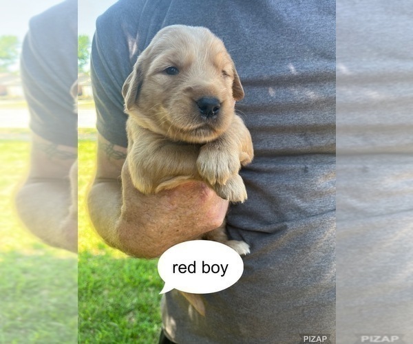 Medium Photo #2 Golden Retriever Puppy For Sale in FORT WORTH, TX, USA