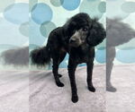 Small Poodle (Miniature)