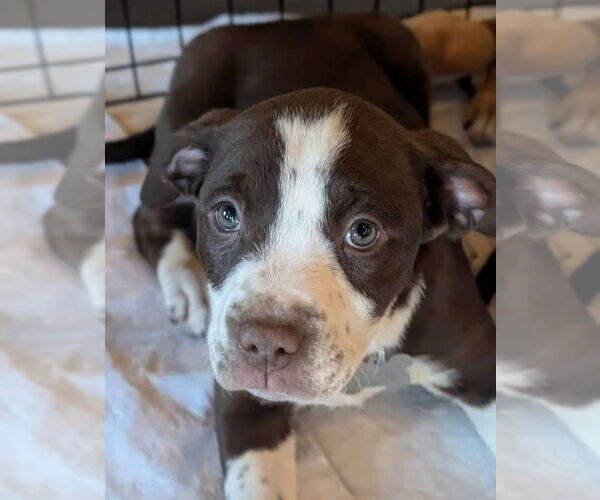 Medium Photo #3 American Staffordshire Terrier-Catahoula Leopard Dog Mix Puppy For Sale in Holly Springs, NC, USA