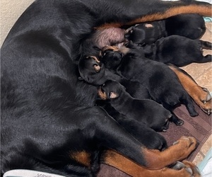 Rottweiler Puppy for sale in PORTLAND, TX, USA