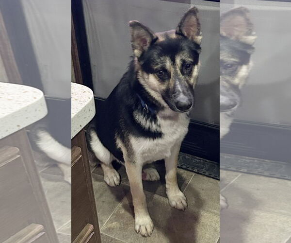 Medium Photo #2 German Shepherd Dog-Unknown Mix Puppy For Sale in Phoenix, AZ, USA