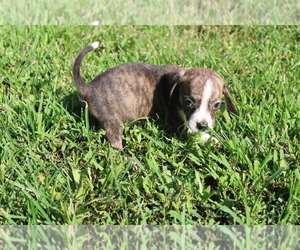 Boglen Terrier Puppy for Sale in BLOOMINGTON, Indiana USA