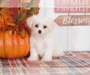 Maltichon Puppy for sale in BEL AIR, MD, USA