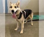 Small German Shepherd Dog