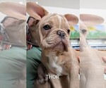 Small Photo #72 French Bulldog Puppy For Sale in MCKINLEYVILLE, CA, USA